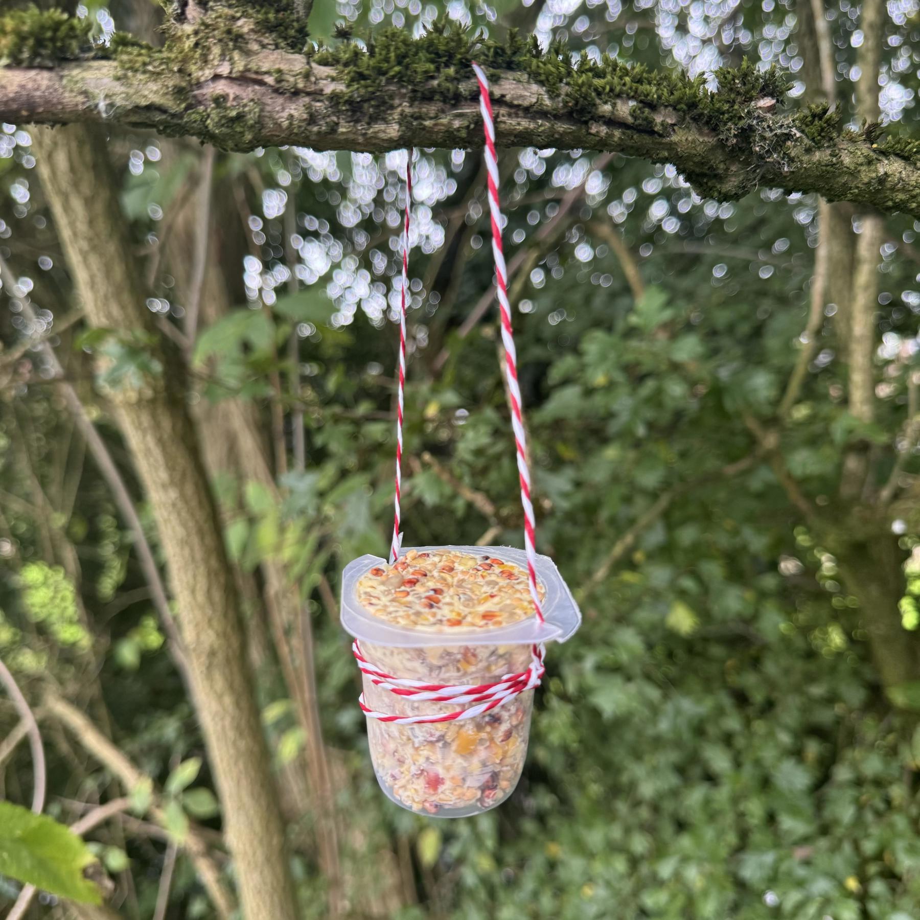 A yogurt pot has twine wrapped around it and is hanging from a branch. Inside the yogurt pot is a lard and bird seed mixture