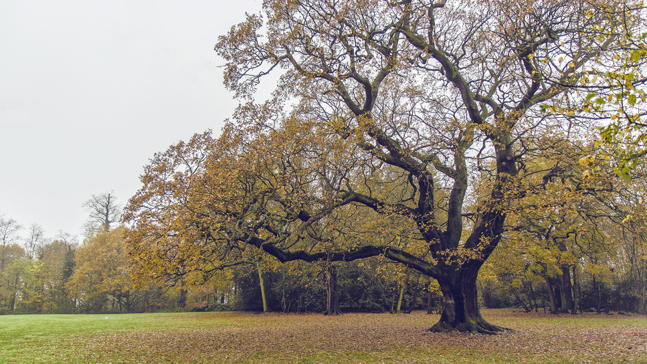 Image shows the Gilwell Oak in the Training Ground