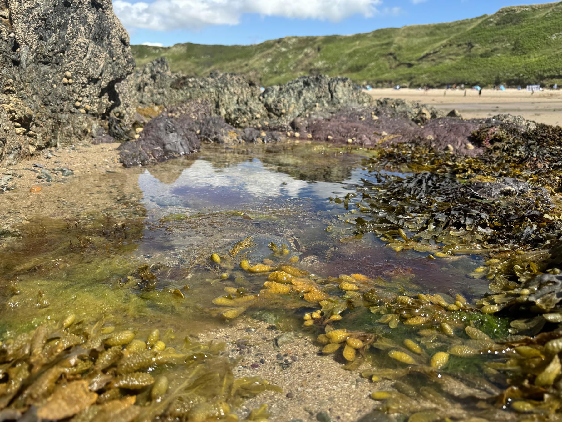 A rockpool that's full of seaweed with the beach and headland in the background