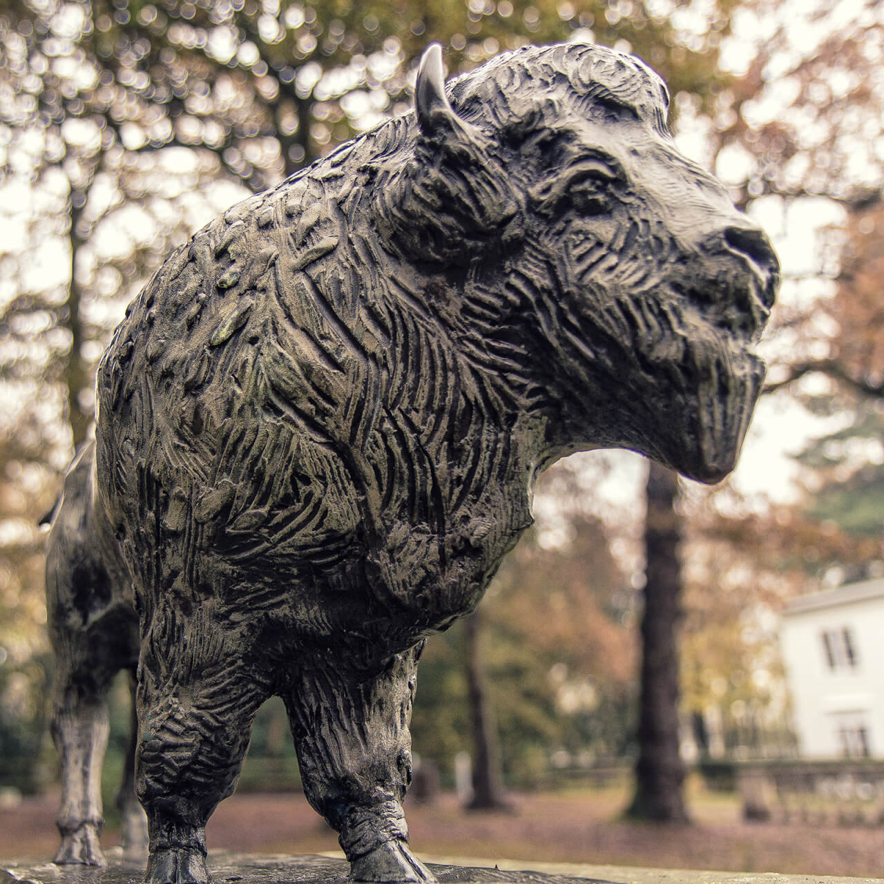 Image of a buffalo