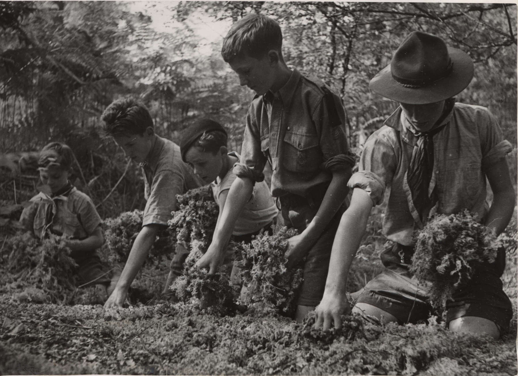 Black and white photo of five Scouts kneeling in a field while collection moss