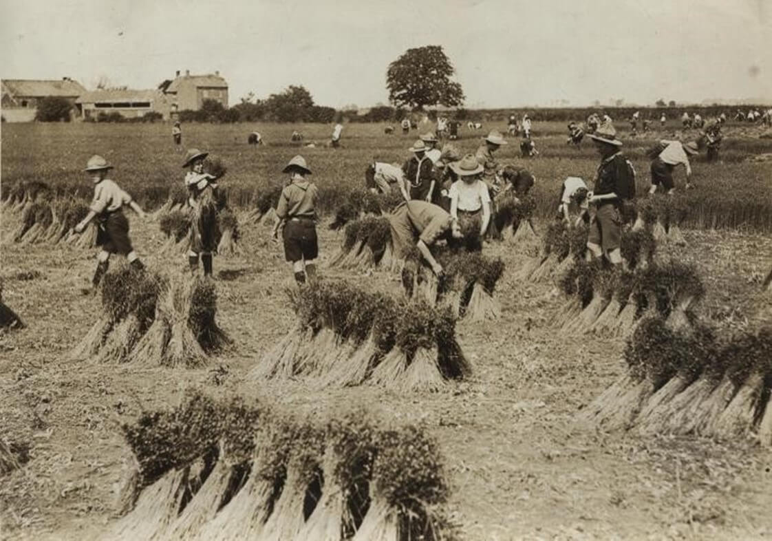 Image shows Scouts in a field harvesting flax