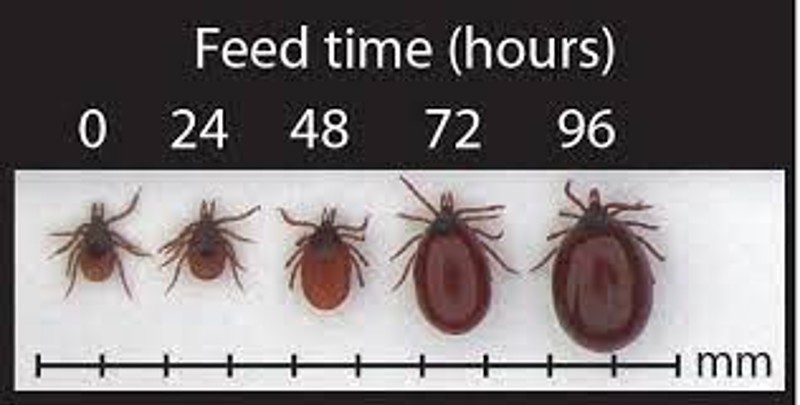 Ticks - advice on protection, prevention and removal | Scouts