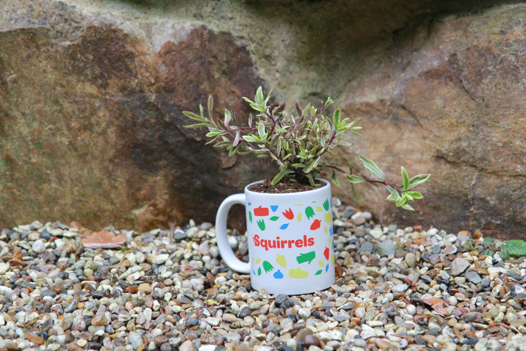 A white mug with the red Squirrels logo on and brightly coloured shapes is on a pebble path. It has been filled to the brim with soil and has a purple and green, leafy plant growing out of it.
