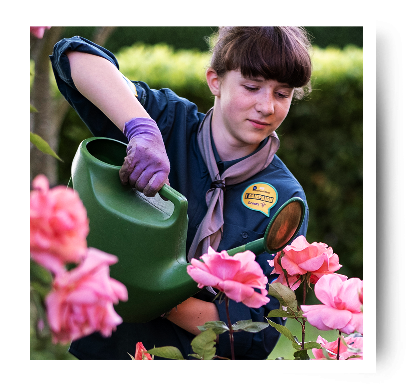 A Scout is outside wearing purple gloves and holding a watering can above pink flowers.