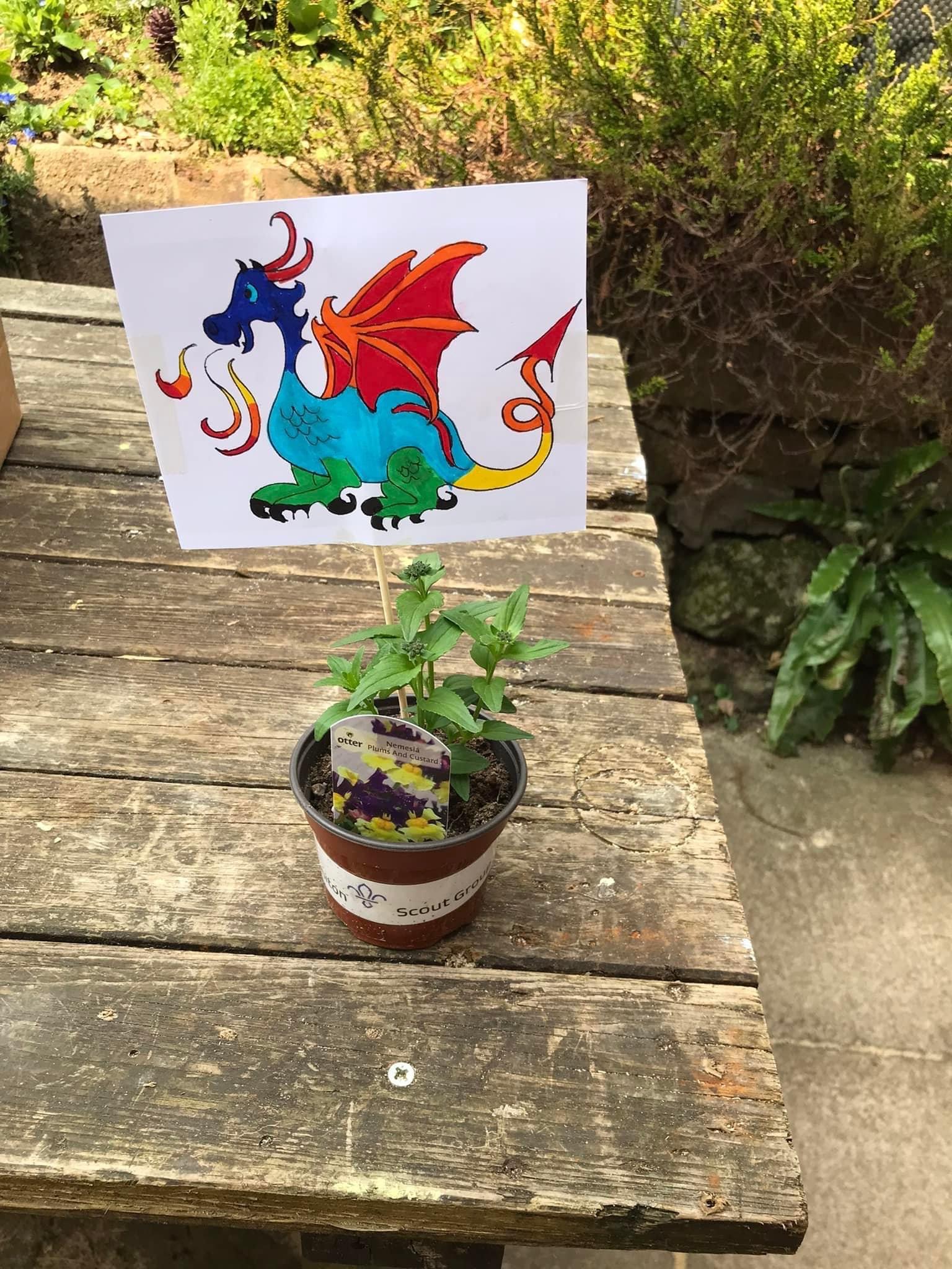 A potted plant made by the Scouts with a picture of a dragon stuck into it on a bamboo stick. The dragon has been coloured in red, blue, green and yellow by the Scouts