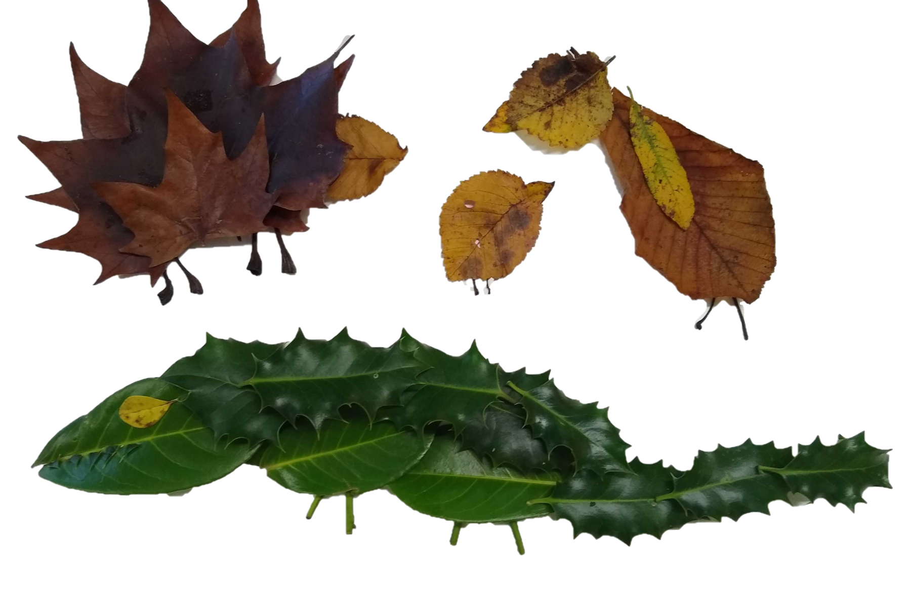 Leaf animals | Activities | Scouts