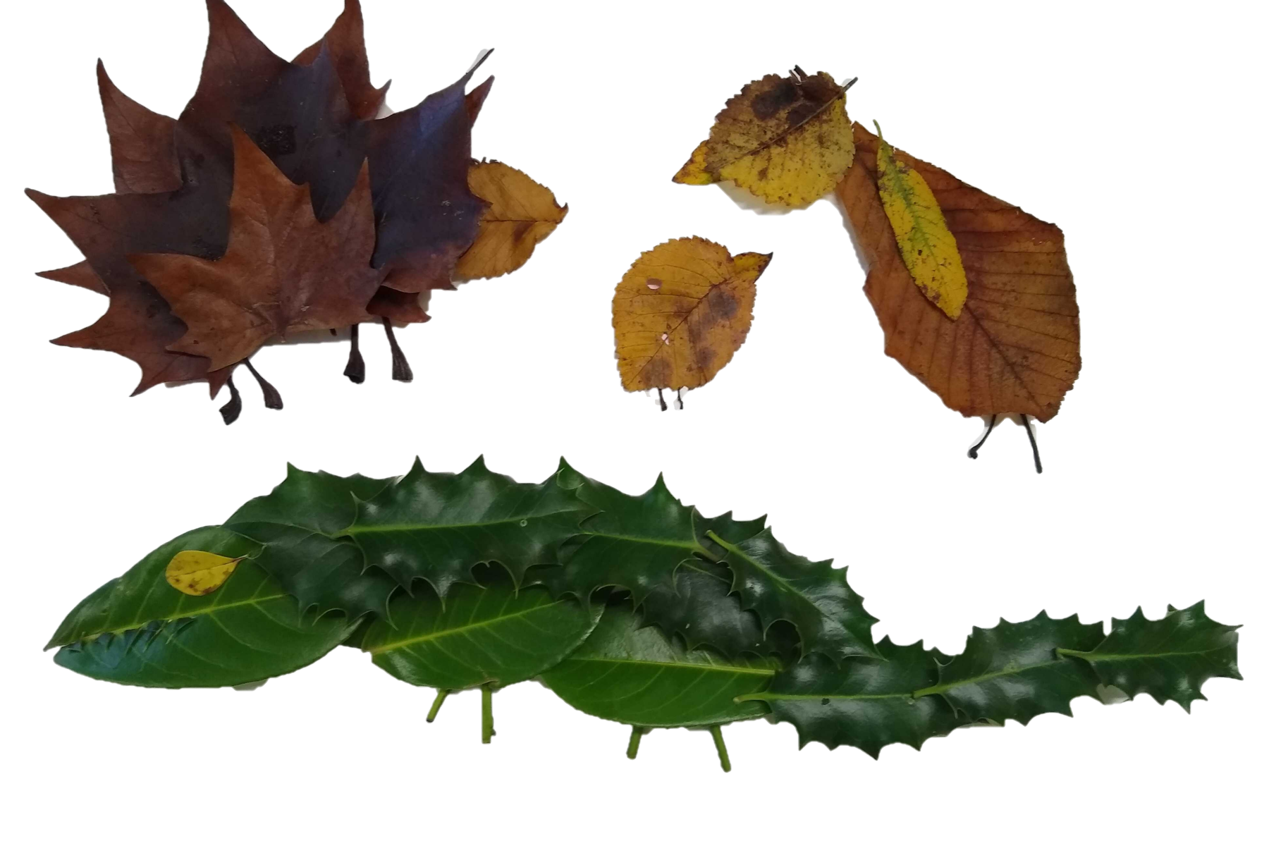 Leaf animals | Activities | Scouts Leaf animals | Activities | Scouts