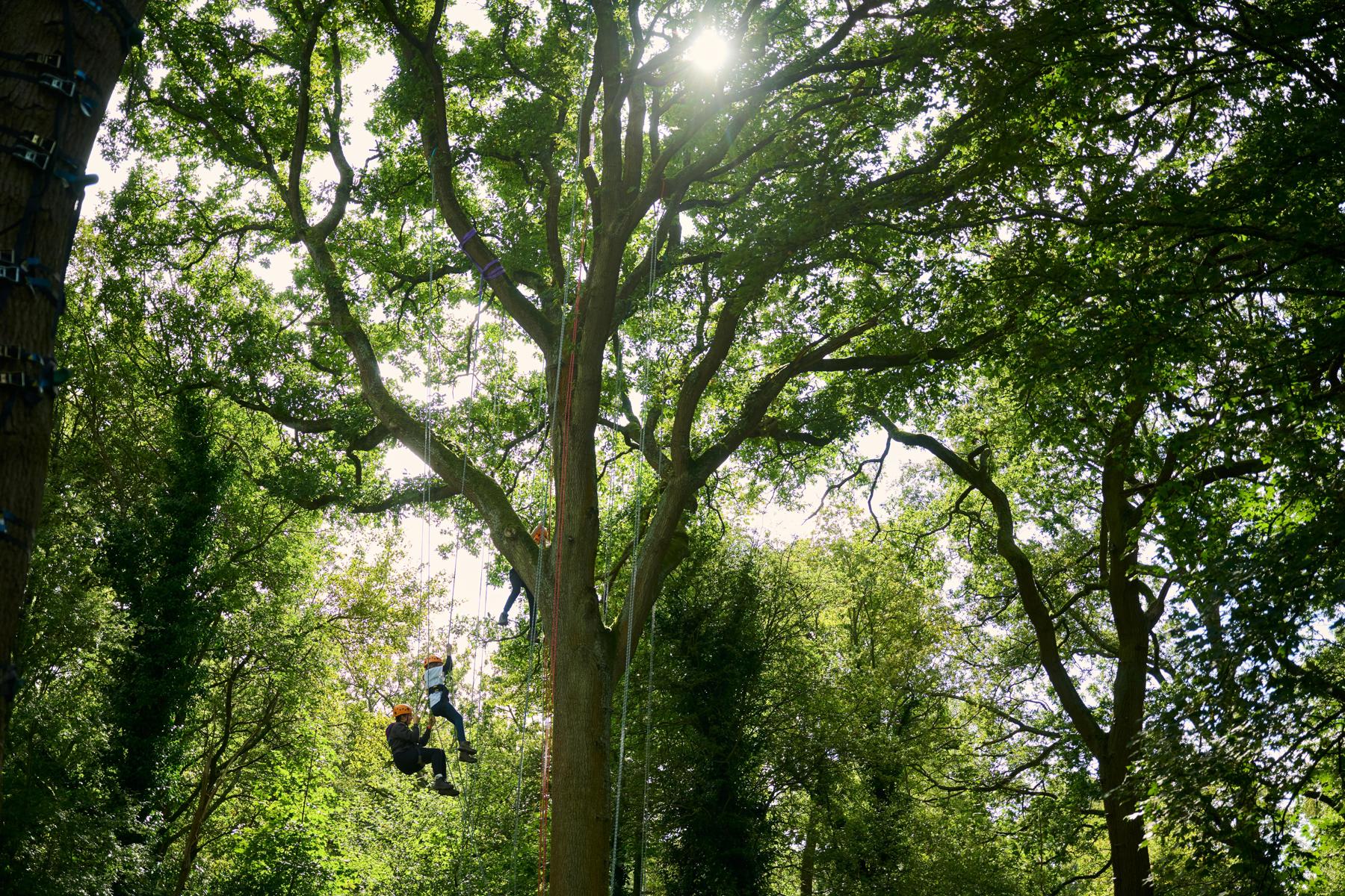 Two Explorers are hanging in ropes from a big tree in a forest.