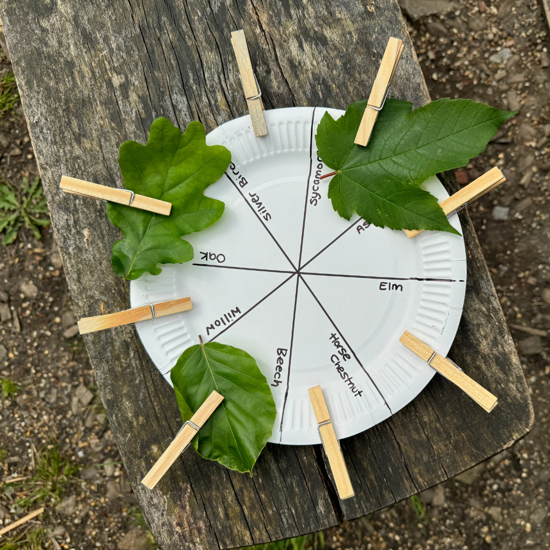 A paper plate on a bench. It's been divided into eight segments and each one has a different tree type written in it, such as beech and oak. Each segment has a peg and three segments have leaves attached.