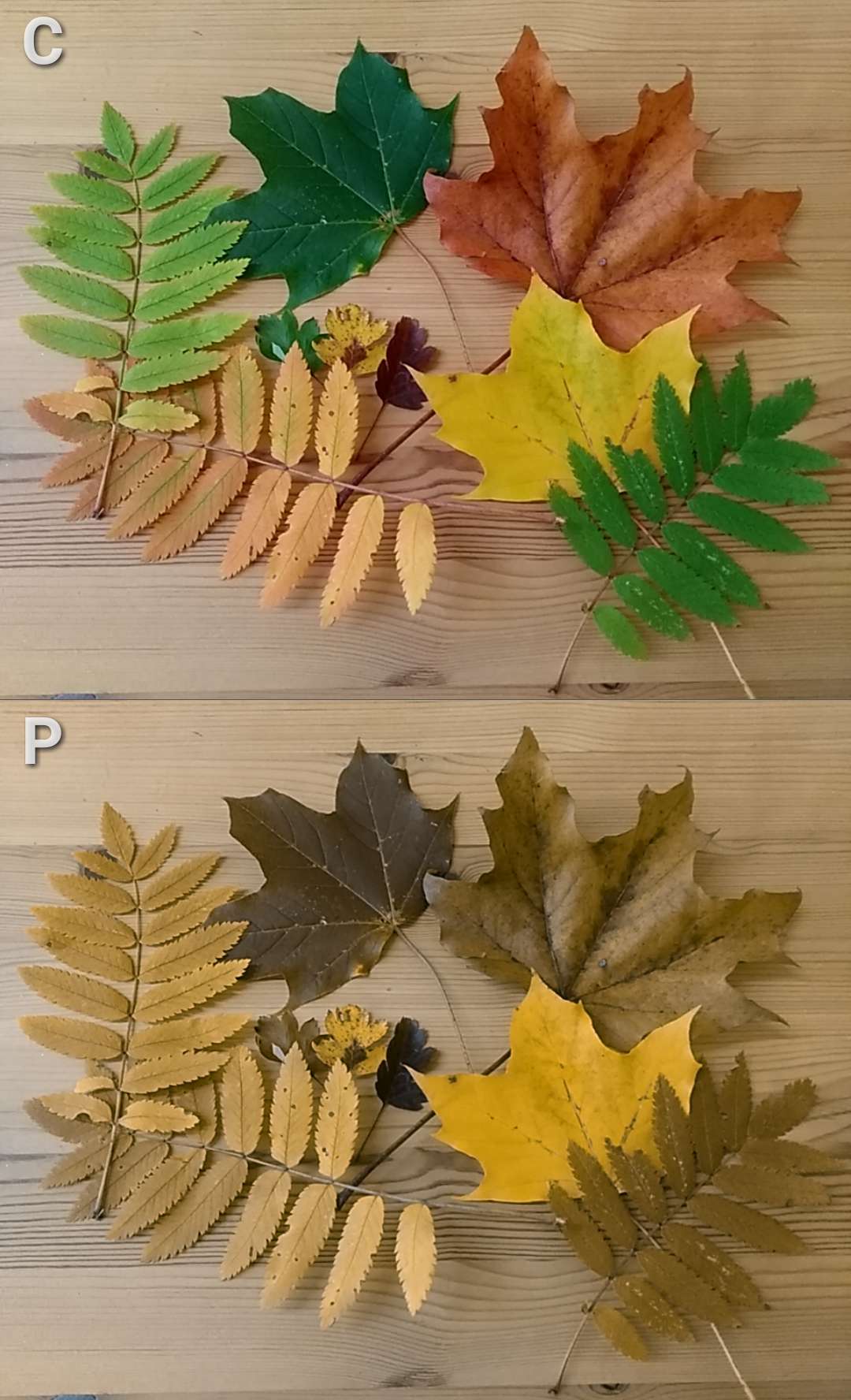 At the top of the image, there are a group of leaves that are all different colours, showing how people without colour blindness would see them. Underneath, there are the exact same leaves, but they're not as brightly coloured and show how someone with colour blindness would see the leaves.