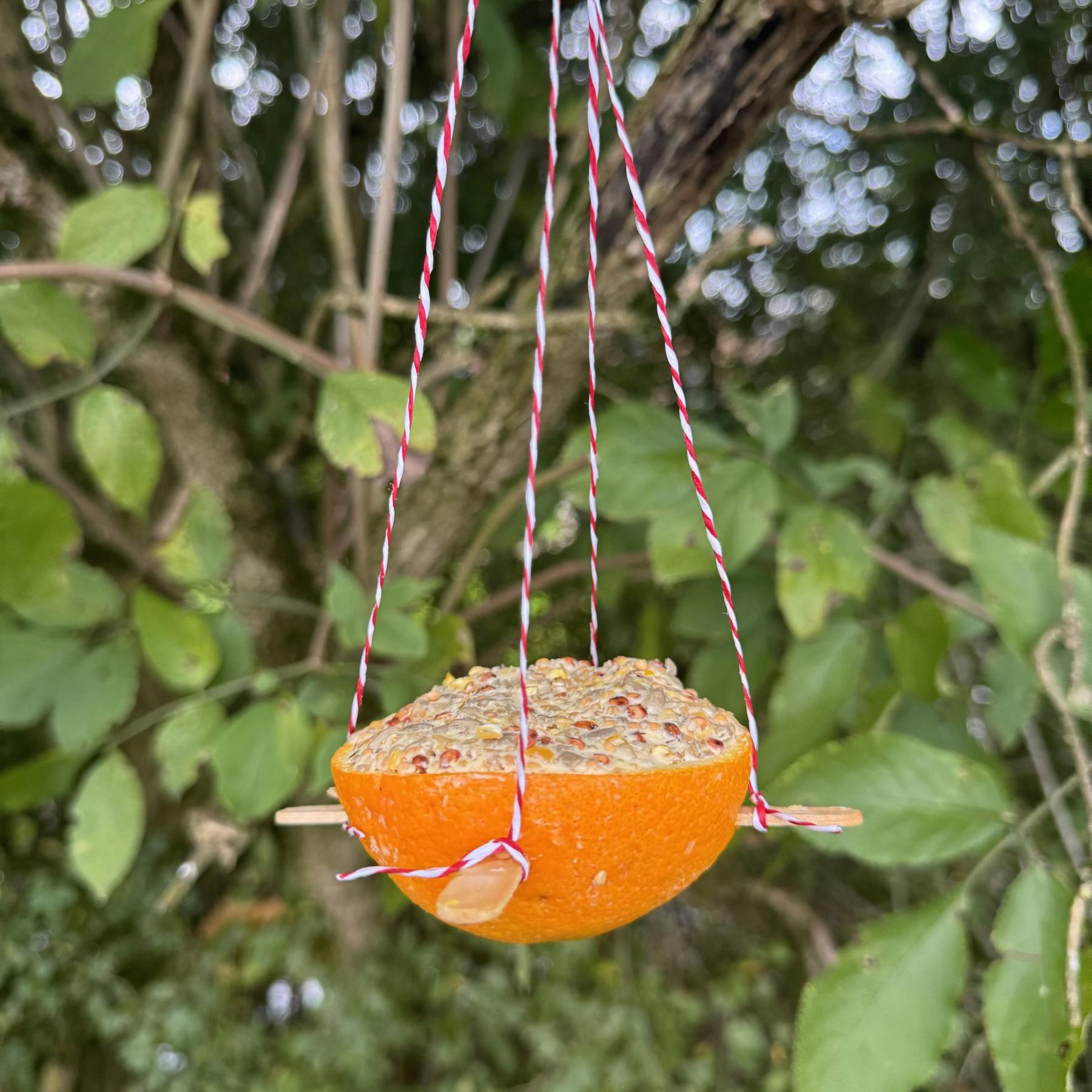 An orange bird feeder. The orange is halved and hollow. It has two lollipop sticks pushed through it and string is tied to the sticks to hang it up. Inside the orange is bird seed