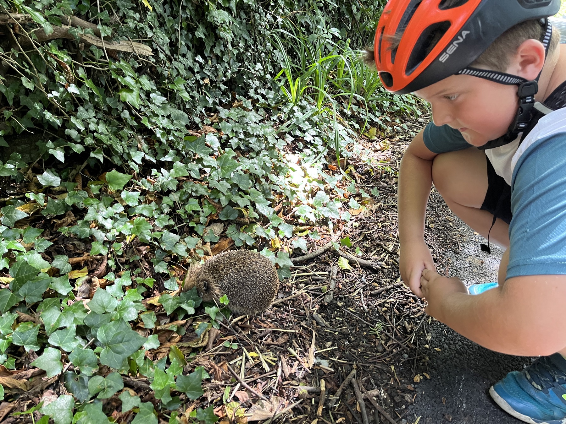 Harry in his cycling helmet with a hedgehog