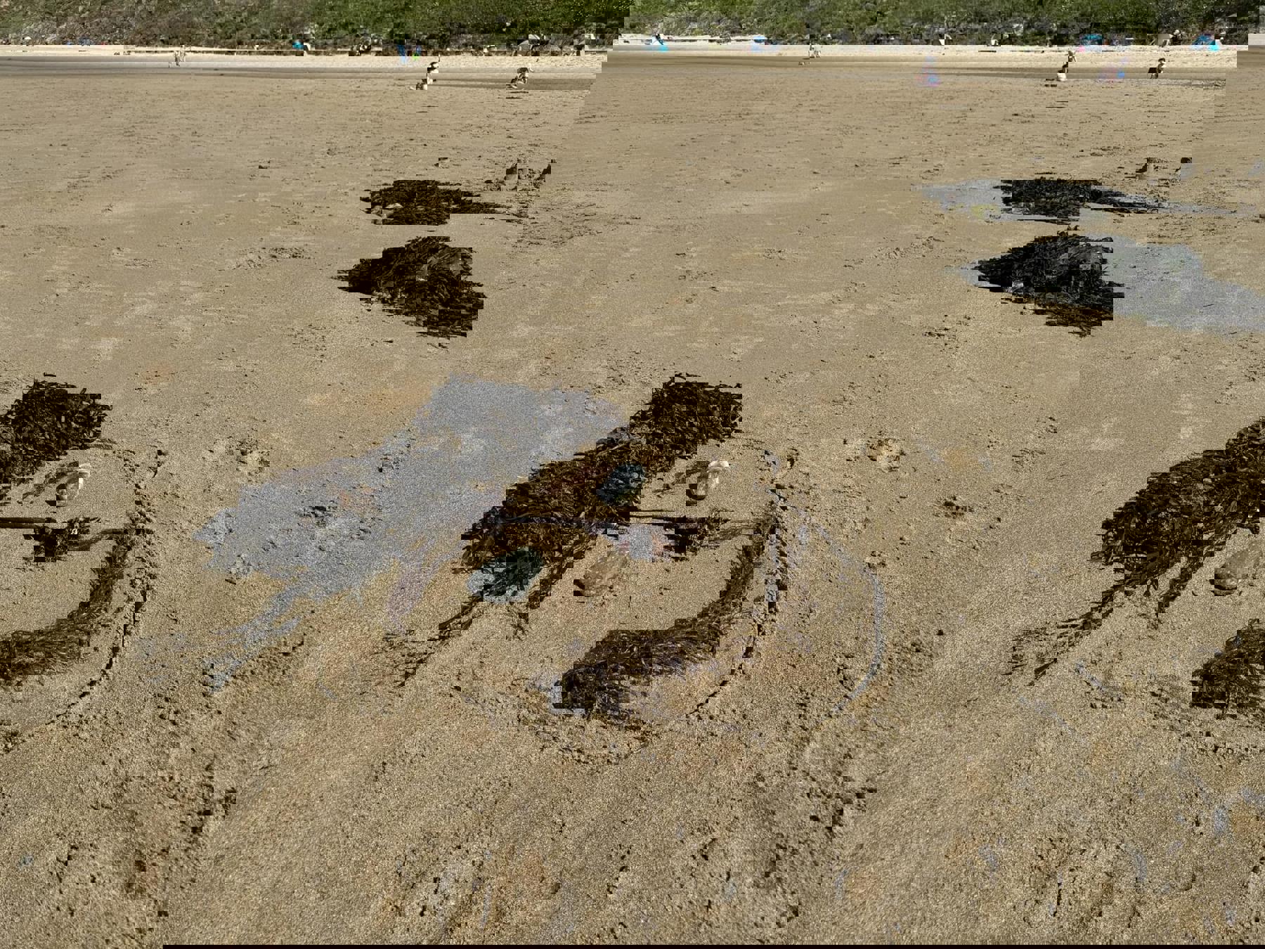A face on a beach made out of rocks for eyes, seaweed for hair, mouth and nose, and a drawn face shape in the sand