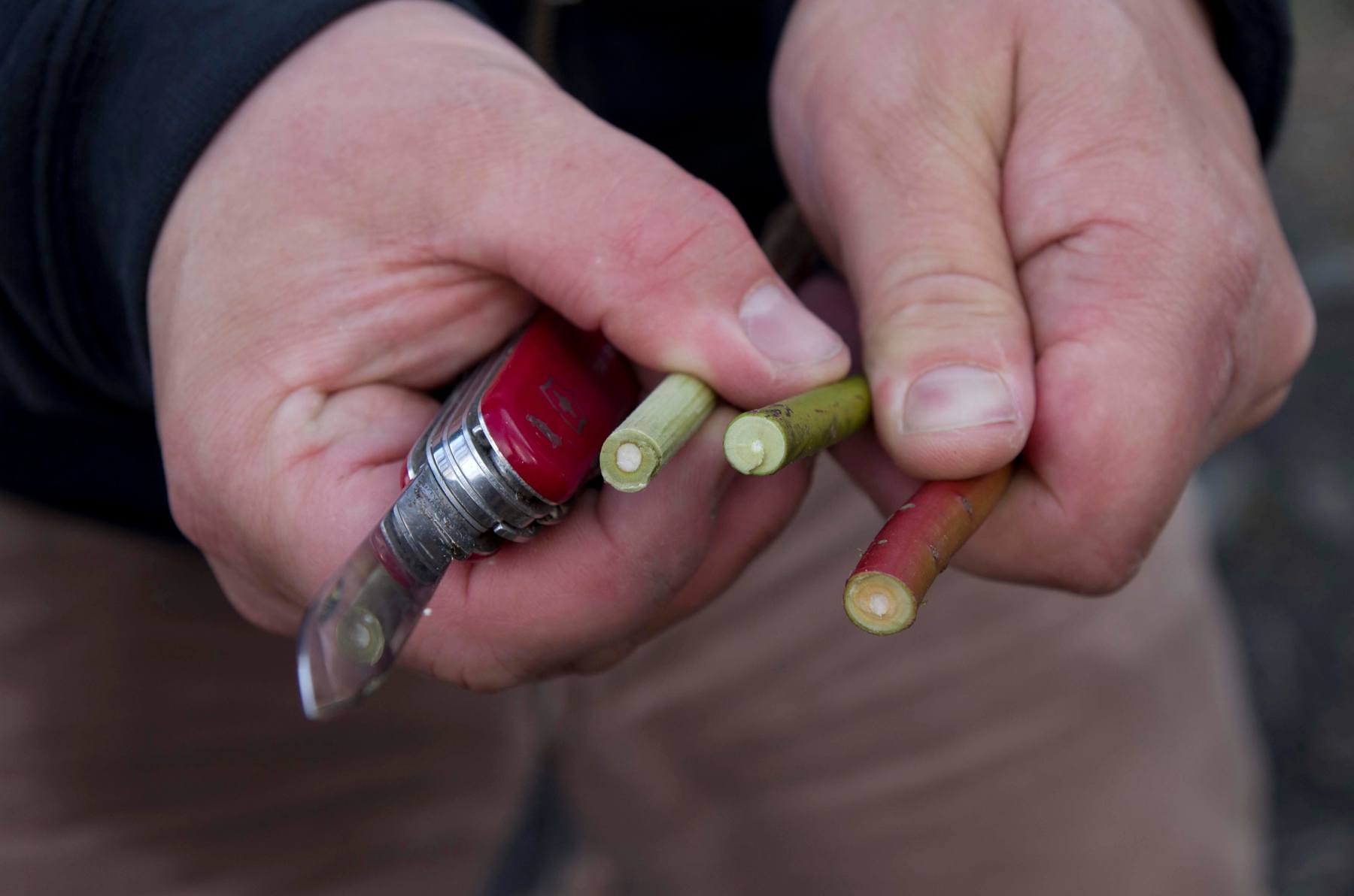 Hands holding three sticks and a penknife